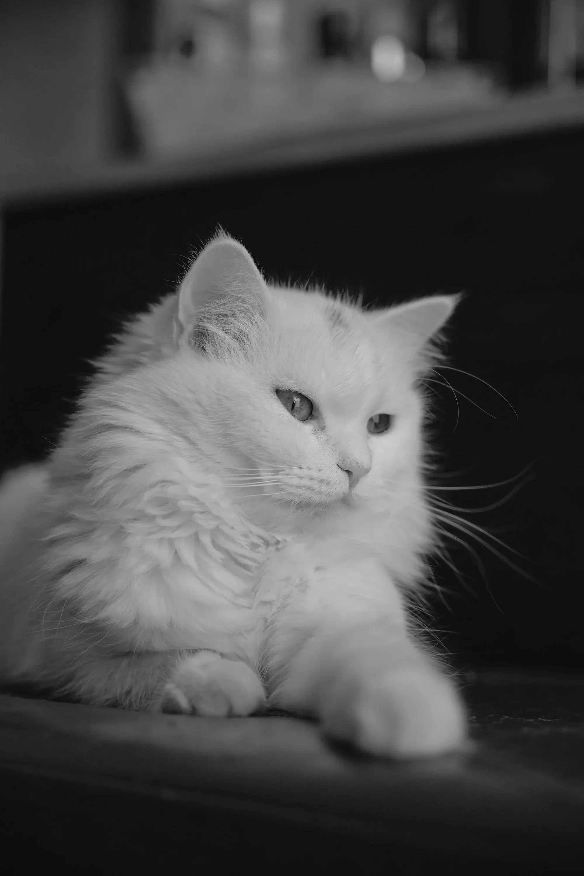 Close-up of a cat's face, sharp focus on whiskers and eyes.